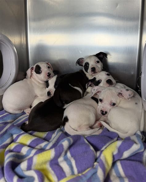 Stanislaus Animal Services Agency | ♥️ ALL PUPPIES HAVE BEEN ADOPTED ...