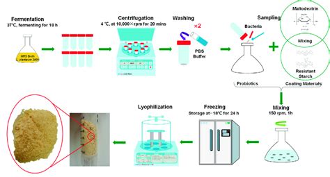 Image result for Microencapsulation Process