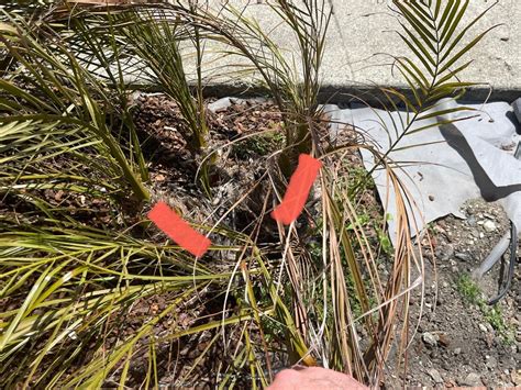 Pygmy Date Palm - dead trunks - DISCUSSING PALM TREES WORLDWIDE - PalmTalk