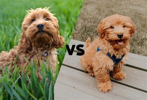 Image result for Mini Goldendoodle Cockapoo