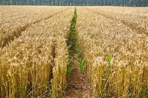 种植大小麦，这些技术要点须知，你们真的掌握了吗，来看看 - 每日头条