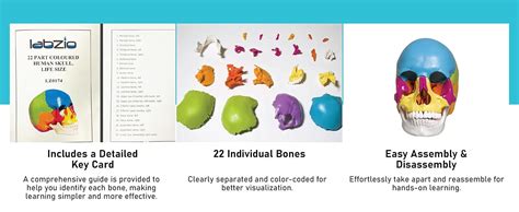LABZIO Human Skull Model, 22-Part Life Size Exploded Colored Skull ...