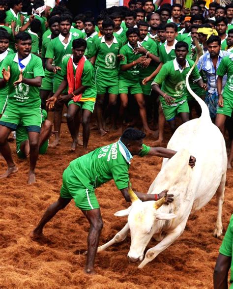 Jallikattu festival