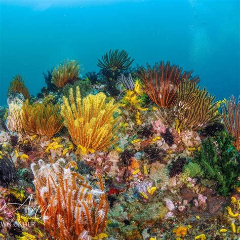 AMATHI DIVING RESORT (Bagalangit, Filipinas): reseñas 2026