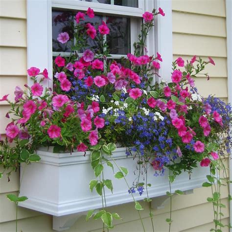 Summer's here and window box beauty is blooming everywhere!! It's ...