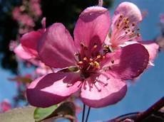fiori di bach menopausa coaching and flowers tremenda voglia di vivere fiori di fiori di bach menopausa coaching and flowers tremenda voglia di vivere fiori di