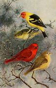 Image result for Birds of America Painting