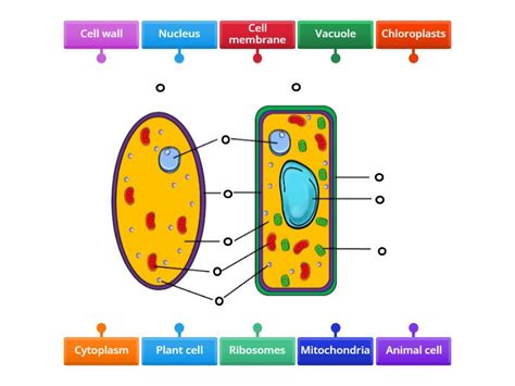 Image result for Basic Structure of a Cell