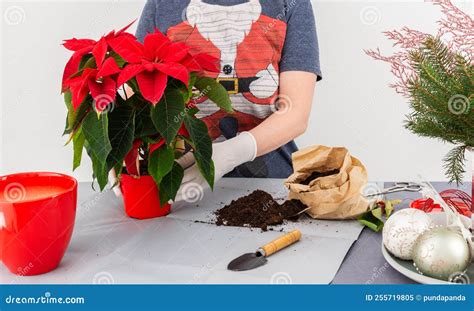 Transplanting the Poinsettia Christmas Flower Stock Image - Image of ...