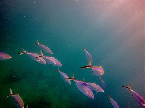 Image result for Blue Runner Fish Speed Video