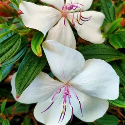 Tibouchina FLOWERS PLANTS (White) – Haven plant