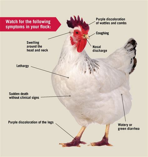 Mutation in Avian Influenza Protein Could Enable Easier Human Infection, But Risk of Infection ...