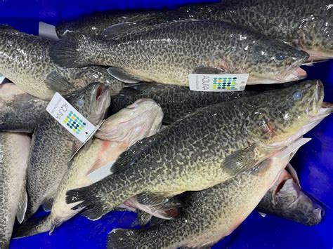 Image result for Murray Cod Cooking