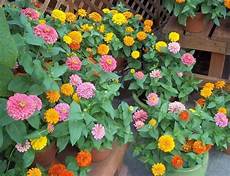 fiori perenni da vaso fiori da vaso fiorista fiori per vaso fiori perenni da vaso fiori da vaso fiorista fiori per vaso