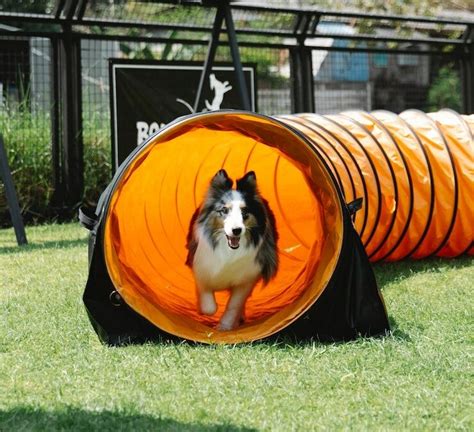 Image result for Go Fetch