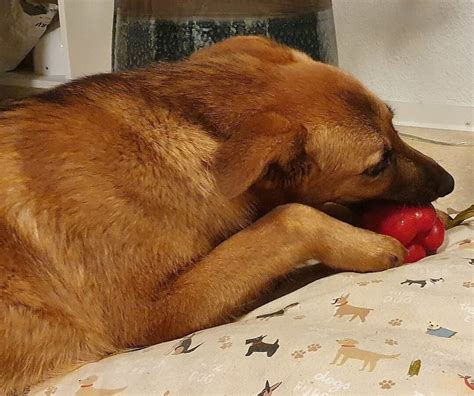 Image result for How to Stop Dogs from Eating Poop