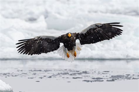 Steller Sea Eagle - Japan | The Lens India : r/JapanWildlifePhoto