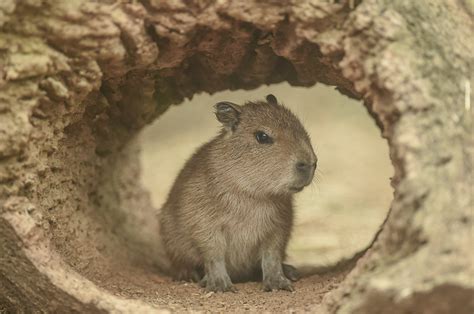 Baby Capybara Pet