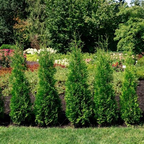 Private Jet™ Arborvitae | Narrow Columnar Evergreen - Privacy & Borders