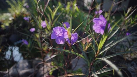 Purple flower in the morning | Premium Photo