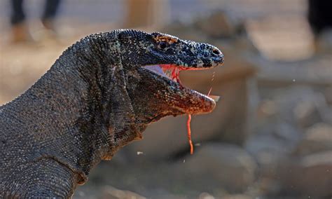 Komodo Dragon Bite Infection