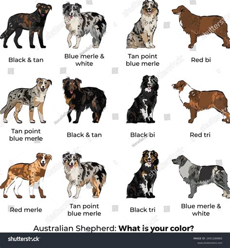 Australian Shepherd Breed Aussie Colors Coat Stock Vector (Royalty Free ...