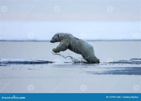 Polar Bear, Northern Arctic Predator Stock Photo - Image of cute, nature: 137921166