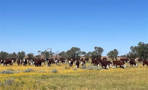 Organic Meat Farms 的图像结果