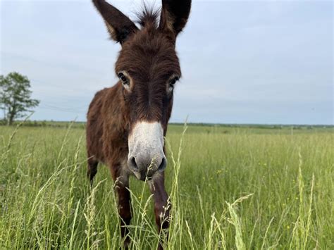 Donkey’s name is Caroline : r/Donkeys