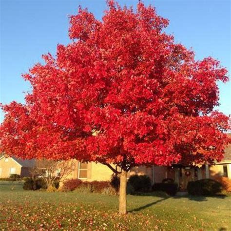 Maple October Glory 15G - Klomps Home and Garden