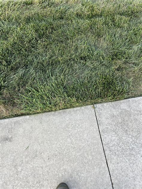 Tall Fescue taking over my lawn quick. Do I just let it take over or ...