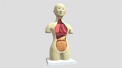Simplified anatomical model - 3D model by favorsLab [dc2f958] - Sketchfab
