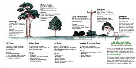 Planting Tree Guide NParks 的图像结果