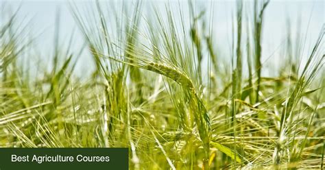 Best Agriculture Courses After 12th in India