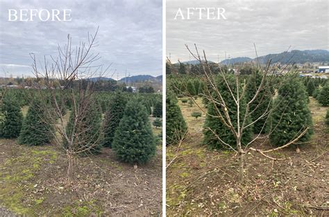 Tree Pruning Portland 的图像结果