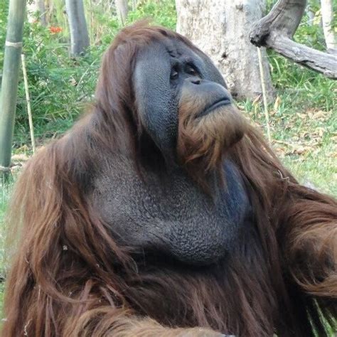 Learning Python Book 的图像结果