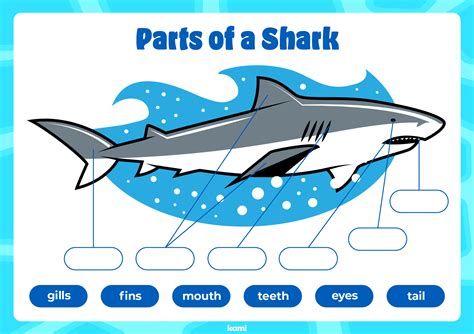 Label The Shark for Teachers | Perfect for grades 10th, 11th, 12th, 1st, 2nd, 3rd, 4th, 5th, 6th ...