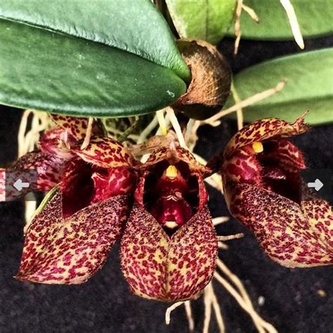 Bulbophyllum Frostii – ASHIYANA STORE