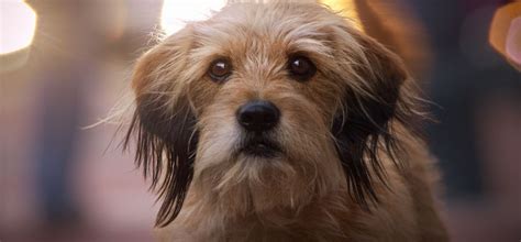 7 iconic (and adorable) dog movies, streaming on Netflix, Amazon Prime ...