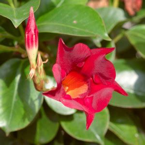 EliteGreen Mandevilla Plant Price in India - Buy EliteGreen Mandevilla ...