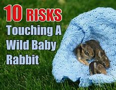 Image result for 3 Week Old Wild Baby Rabbit