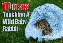 Image result for Wild Baby Bunny in Bunny Pen
