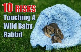 Image result for Wild Baby Bunny in Your Yard Prints