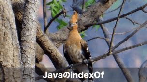 Java Indexof Syntax 的图像结果