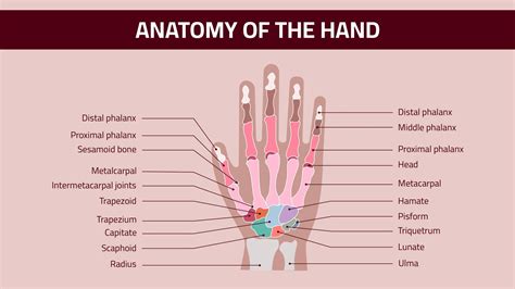 Image result for Hand Anatomy Tutorial