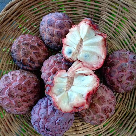 Red Custard Apple Tree