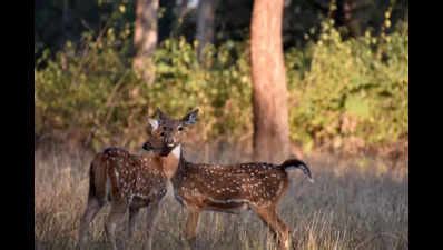 PTR obtains fresh Central Zoo Authority approval for translocating 122 ...