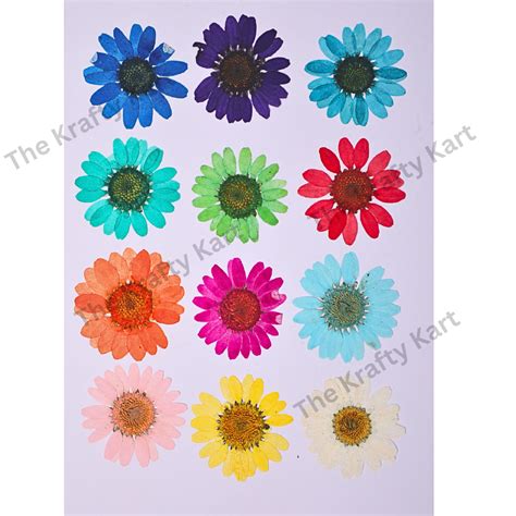 Daisy Flower - Mix for simple | Buy Online at Best Price