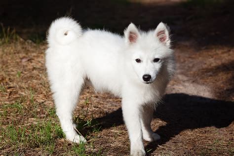 Black Japanese Spitz Lifespan