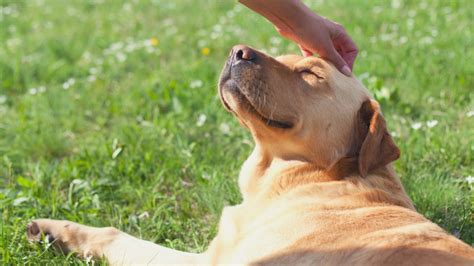 Image result for Behavior Modification Template for Dogs